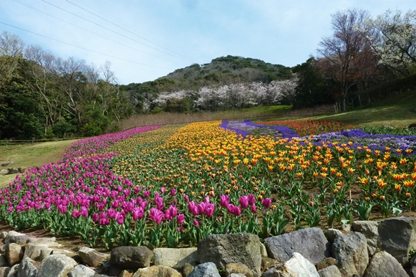 桜色は煌いて・・・・・関門橋_d0025414_1231843.jpg