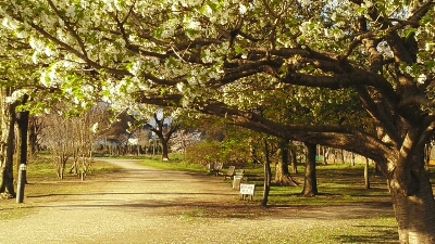 エイプリルフールの桜_d0135815_10123479.jpg