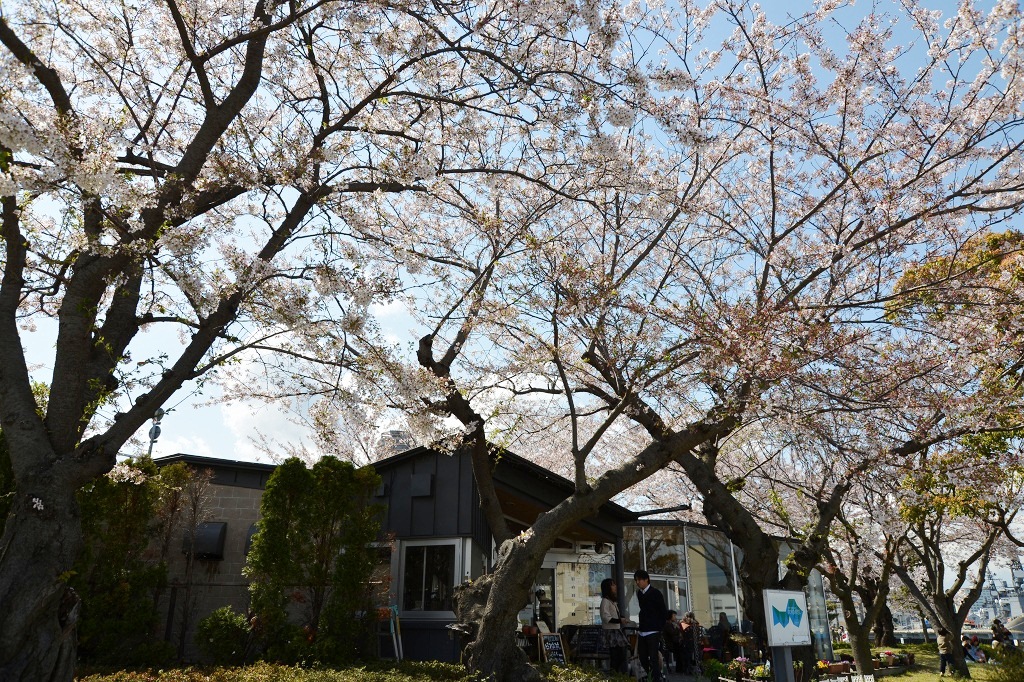 2014桜　いろいろ_d0065116_2321168.jpg