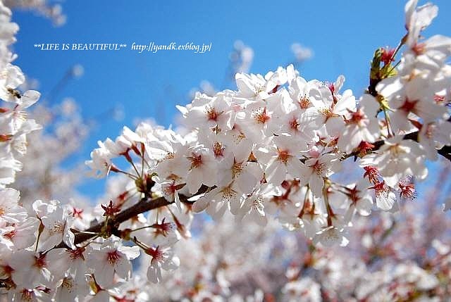 満開の桜*2014_d0083623_22373768.jpg