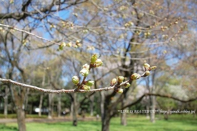 満開の桜*2014_d0083623_22394969.jpg