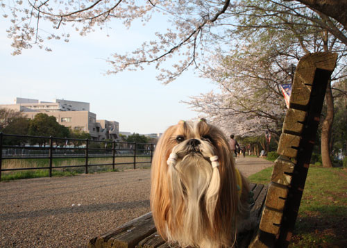 新横浜駅前公園をお花見パトロール_c0028424_1055197.jpg