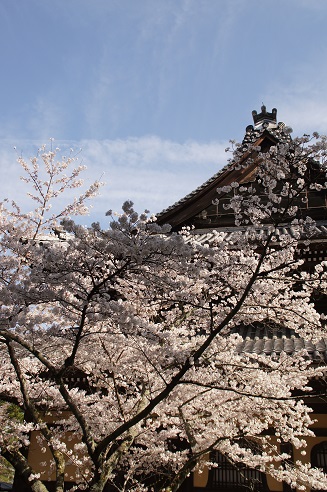 桜　～南禅寺（京都）～_c0235725_22111768.jpg