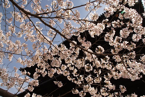 桜　～南禅寺（京都）～_c0235725_2219940.jpg