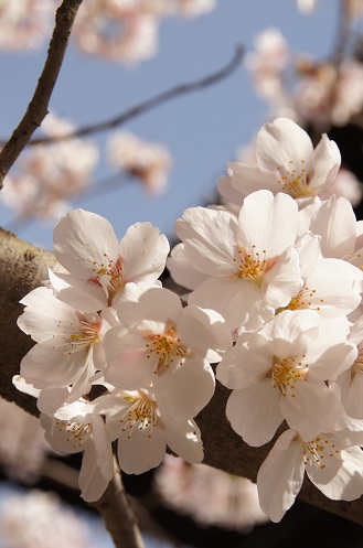 桜　～南禅寺（京都）～_c0235725_22749100.jpg