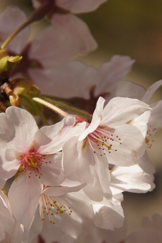 桜　～南禅寺（京都）～_c0235725_2284044.jpg