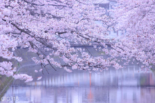 冷たい雨と川沿いの桜。_b0304227_21123014.jpg