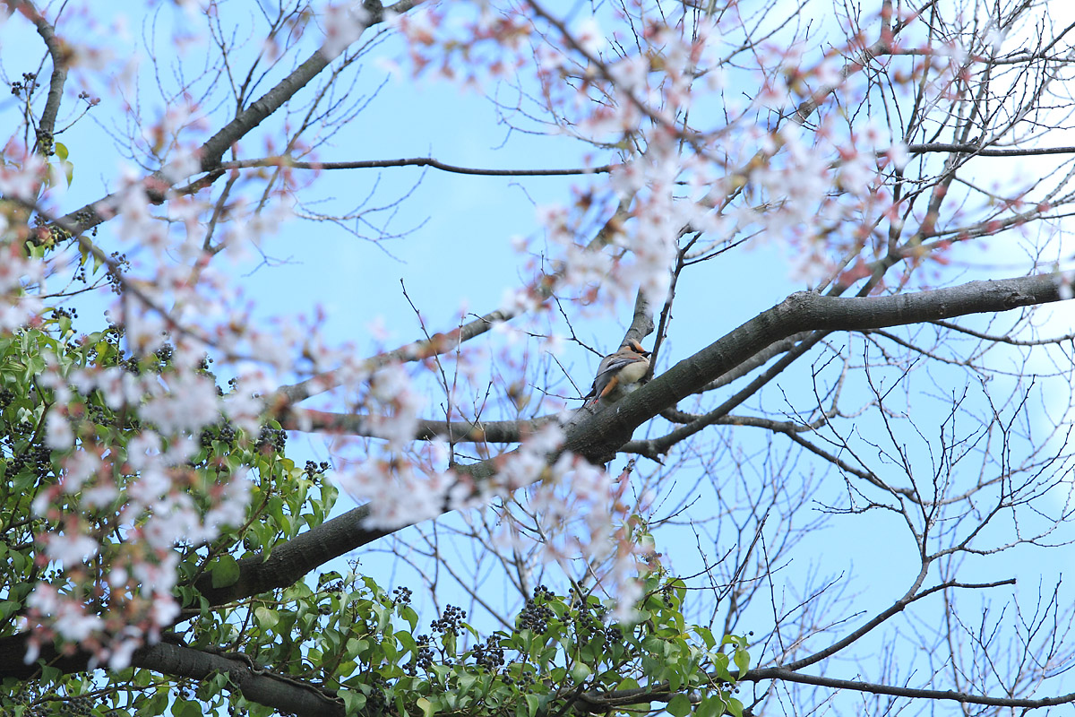 あえて言っておこう！白い前ボケは桜です（苦笑）_b0222029_1710466.jpg