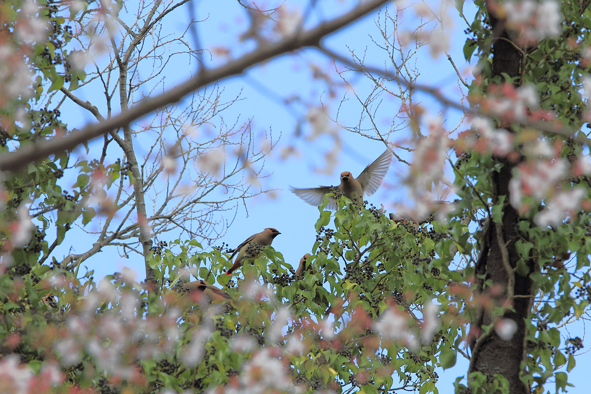 あえて言っておこう！白い前ボケは桜です（苦笑）_b0222029_17163079.jpg