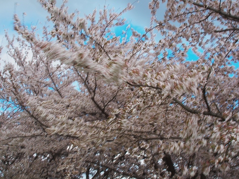 c0077531_16435849.jpg