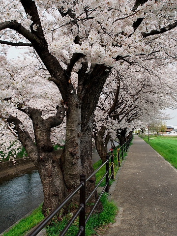 ミラーレスカメラで桜撮影_c0077531_1661566.jpg