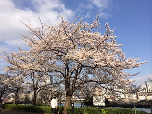 桜の花びらが舞い散るわけは やさしい光のなかで 桜の花びらが舞い散るわけは やさしい光のなかで