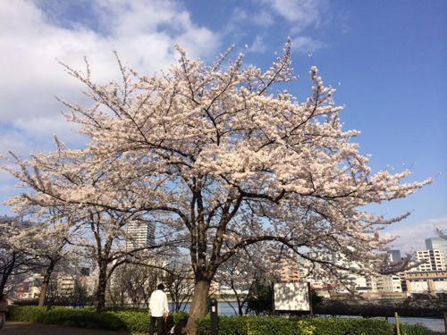 桜の花びらが舞い散るわけは・・・_c0177332_09265829.jpg