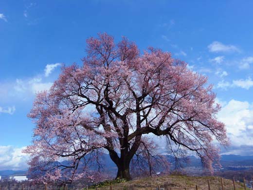 花前線_d0127634_1033945.jpg