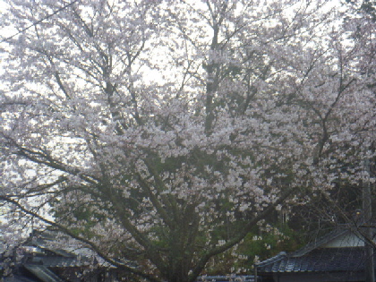 北斗農園の桜とブルーベリー_b0246036_948328.jpg