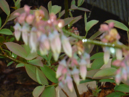 b0246036_9512176.jpg