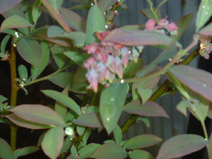 b0246036_951636.jpg
