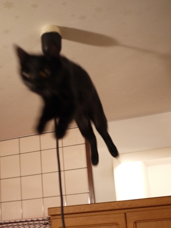 空飛ぶももんが猫 てぃぁら編。_a0143140_22352791.jpg