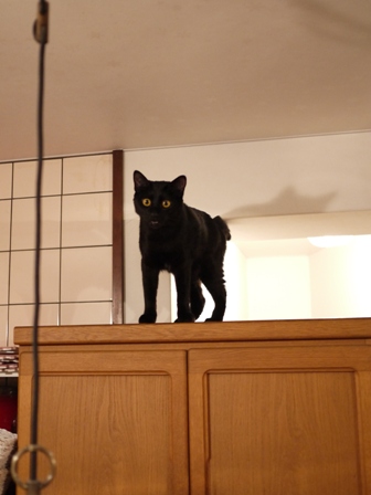 空飛ぶももんが猫 てぃぁら編。_a0143140_2315160.jpg