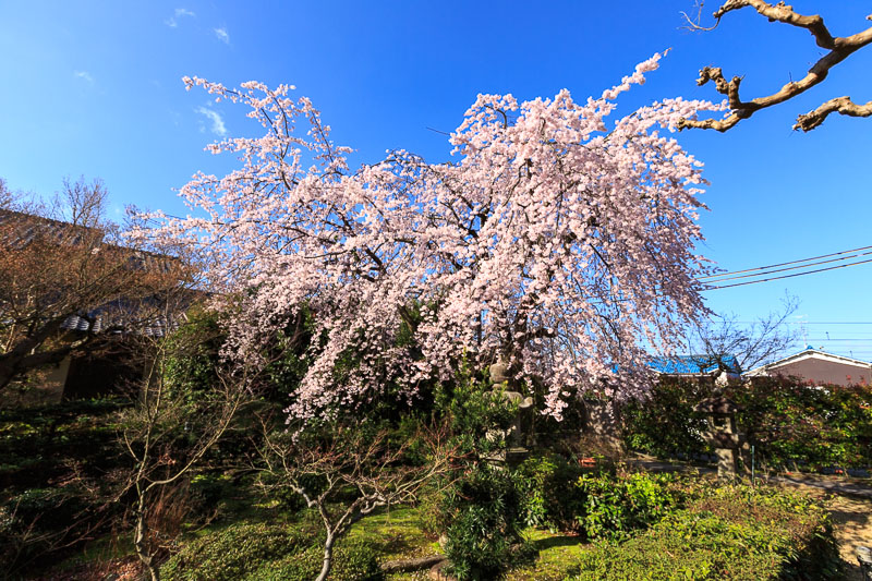 瑞光寺の枝垂れ桜_b0325840_17405947.jpg