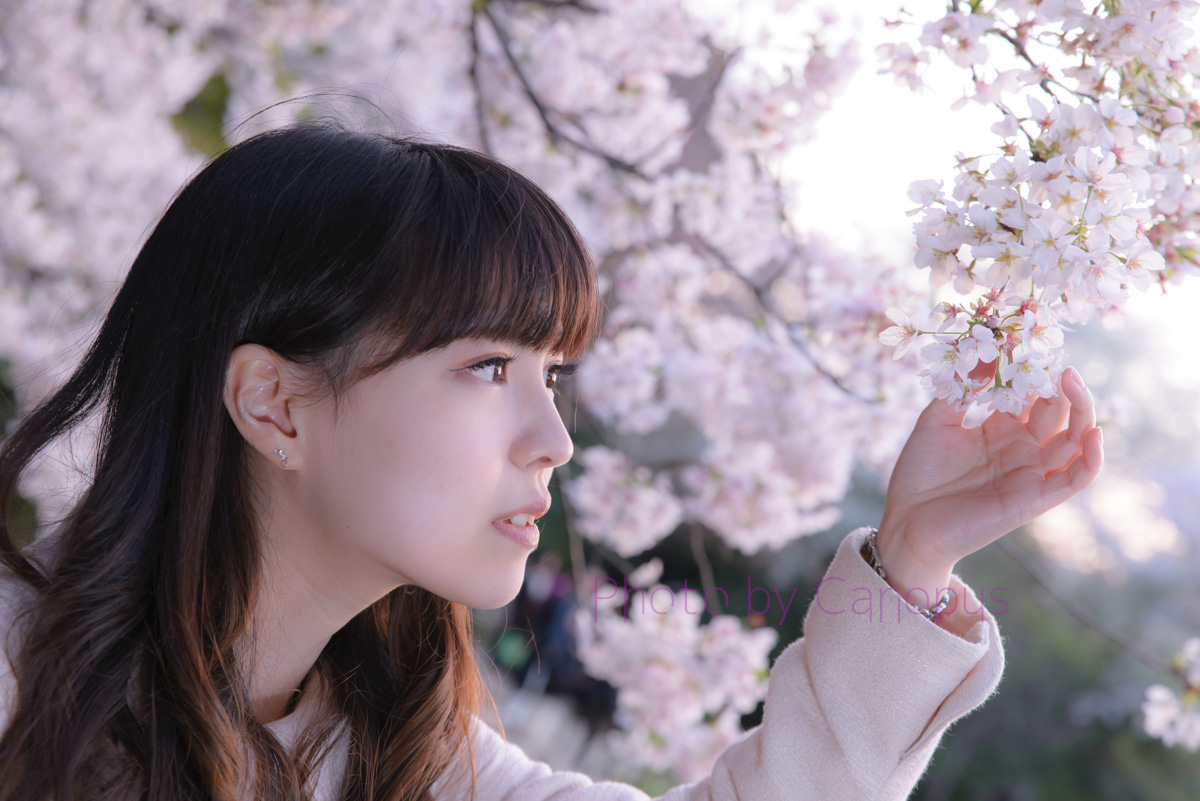 桜を見つめる横顔 桜ポートレート Canopus