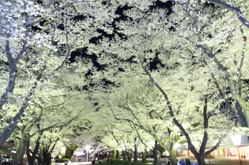 ＳＡＫＵＲＡ_a0014141_01402975.jpg