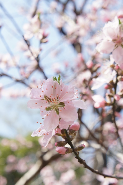 神代植物公園その２_b0008241_9213924.jpg