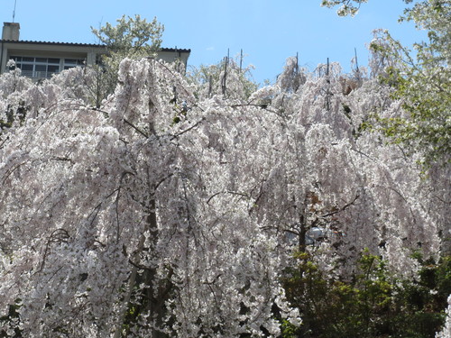 e0060041_98124.jpg
