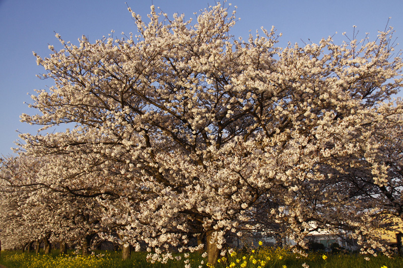 大在の桜_b0016545_1532359.jpg