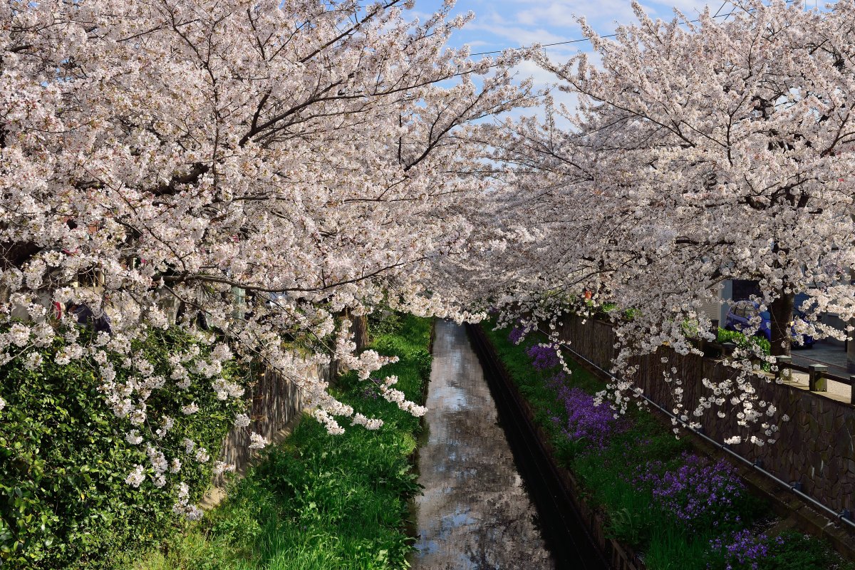 真間川の桜_b0087345_20121078.jpg