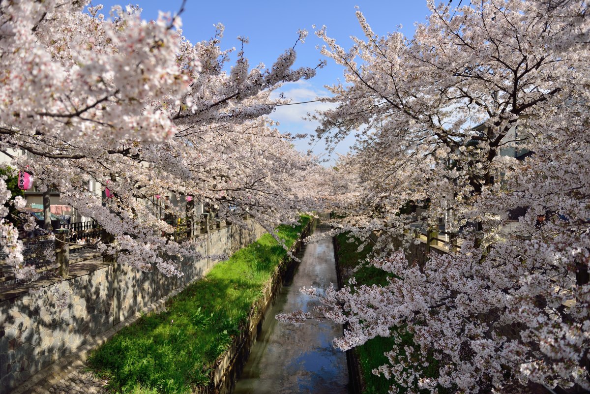 真間川の桜_b0087345_2012192.jpg