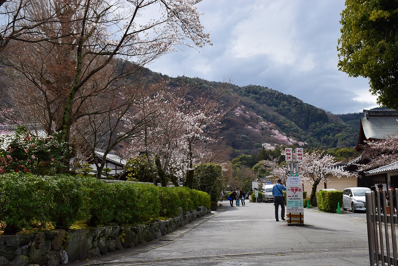 嵐山天龍寺の桜模様20140329_e0237645_0371672.jpg