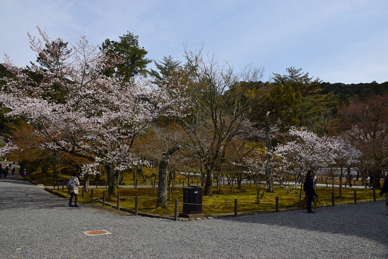 重厚感のある『南禅寺』は適度な桜の配置20140331_e0237645_2052582.jpg