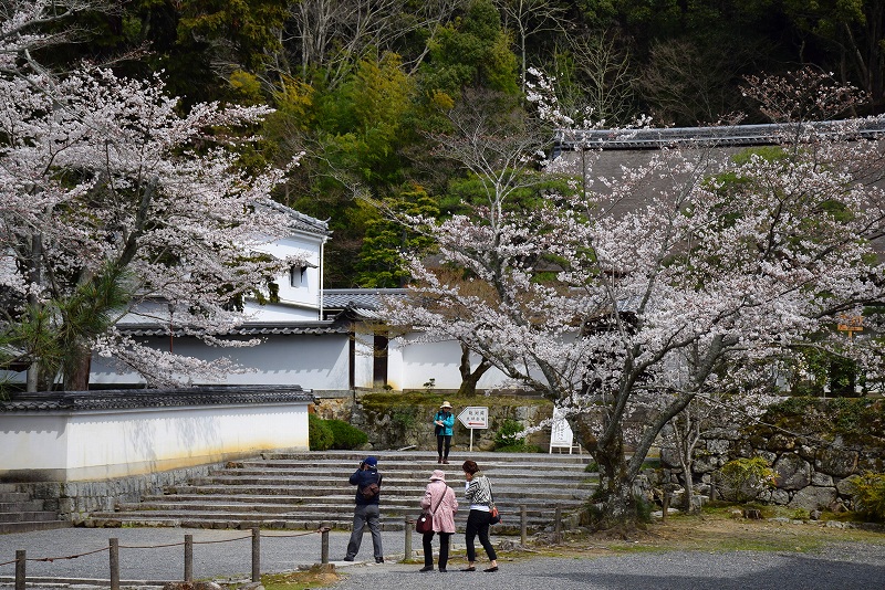 重厚感のある『南禅寺』は適度な桜の配置20140331_e0237645_20525996.jpg