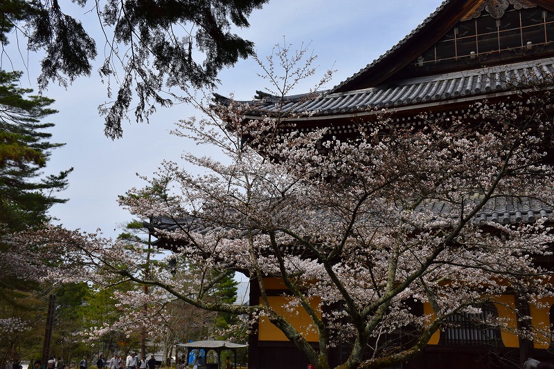 重厚感のある『南禅寺』は適度な桜の配置20140331_e0237645_205407.jpg