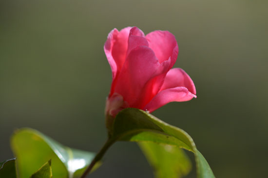 c0093046_8443263.jpg