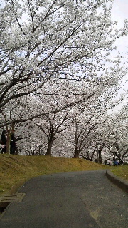 桜満開!_d0004447_110435.jpg