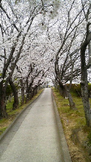 桜満開!_d0004447_1104366.jpg