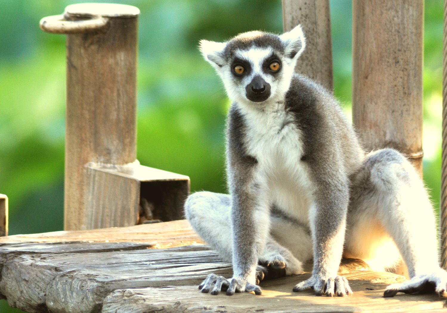 ギョロ目 動物園の動物って ちょっとキモイよね ギョロ目 動物園の動物って ちょっとキモイよね