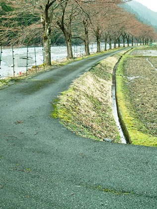 迷い犬とゴン太号・・・そして、朽木大野桜_d0005250_1740554.jpg