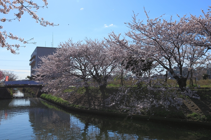 お花見散歩♪ in EBIGAWA_d0168652_1265022.jpg