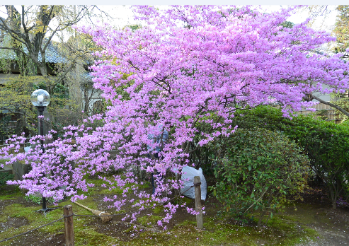 中院の桜は既に葉っぱに・・・_b0115553_17033101.png