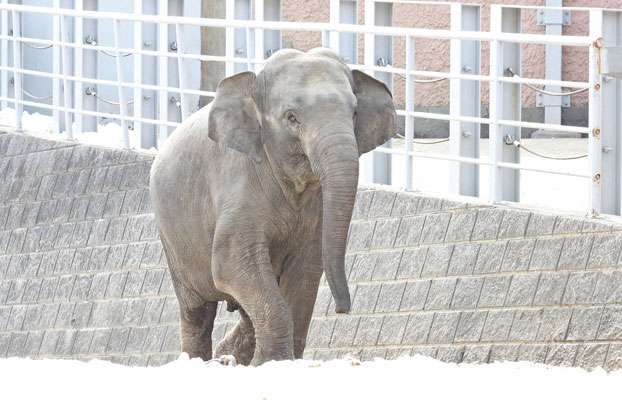 アマラ＆ヴィドゥラ　残雪ハイテンション_e0294253_10182023.jpg