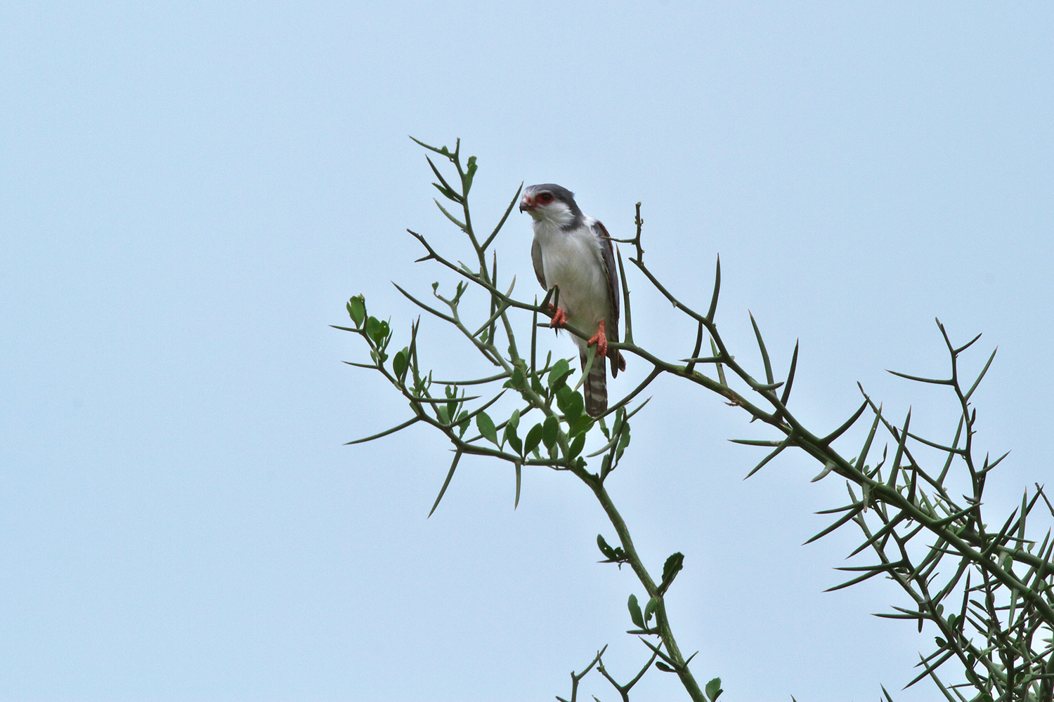 コビトハヤブサ Pygmy Falcon ぼちぼち と 野鳥大好き O コビトハヤブサ Pygmy Falcon ぼちぼち と 野鳥大好き O