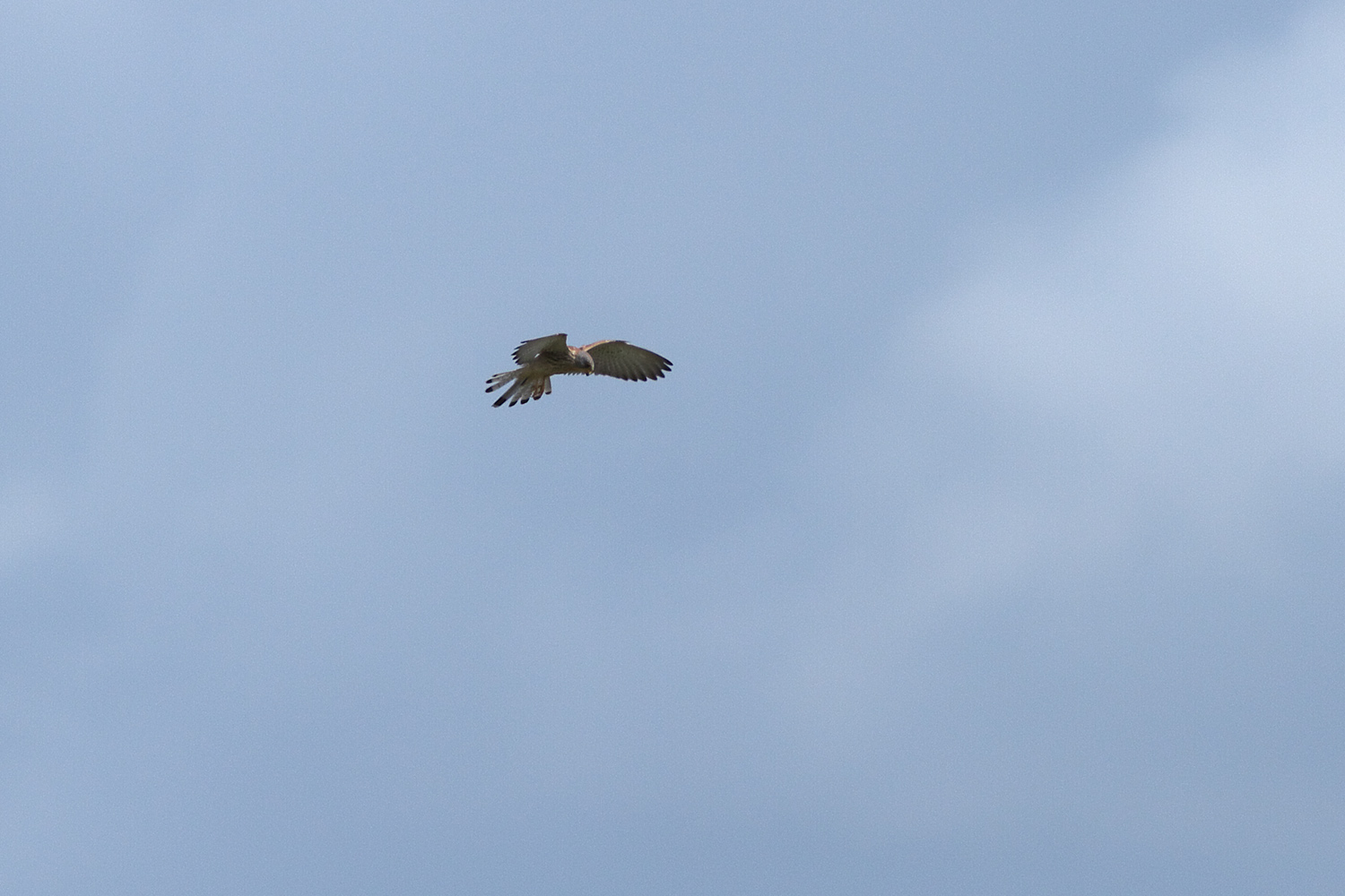 ヒメチョウゲンボウ Lesser Kestrel ぼちぼち と 野鳥大好き O ヒメチョウゲンボウ Lesser Kestrel ぼちぼち と 野鳥大好き O