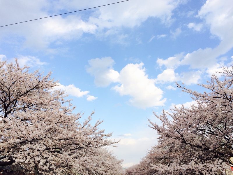 桜咲きまくり。_f0089355_16421767.jpg