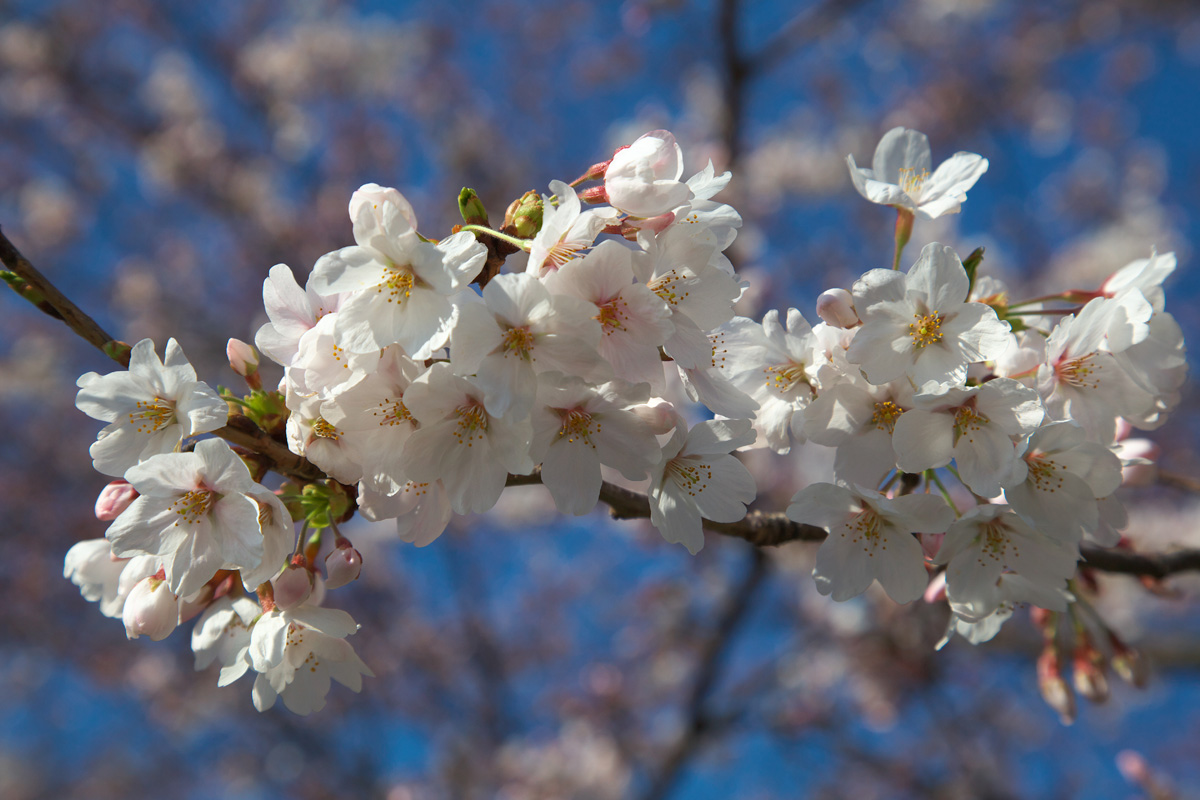 Cherry blossoms_e0140159_22433375.jpg