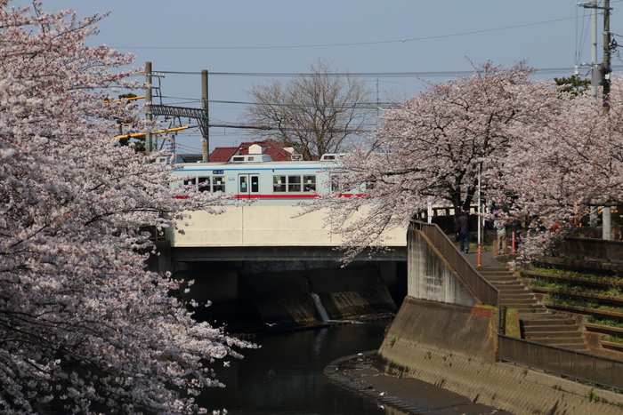 川沿いの桜トンネル満開♪　その２_d0152261_14204446.jpg