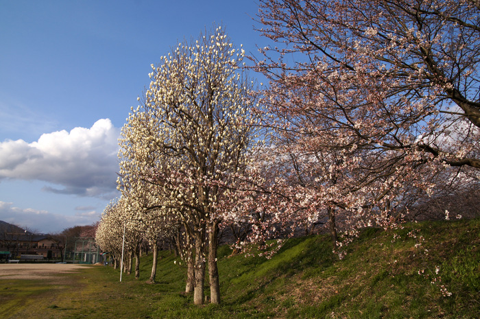 花冷え　三分咲_a0175765_19161258.jpg