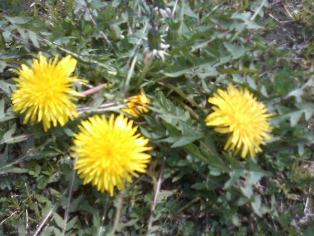 f0061067_17305892.jpg